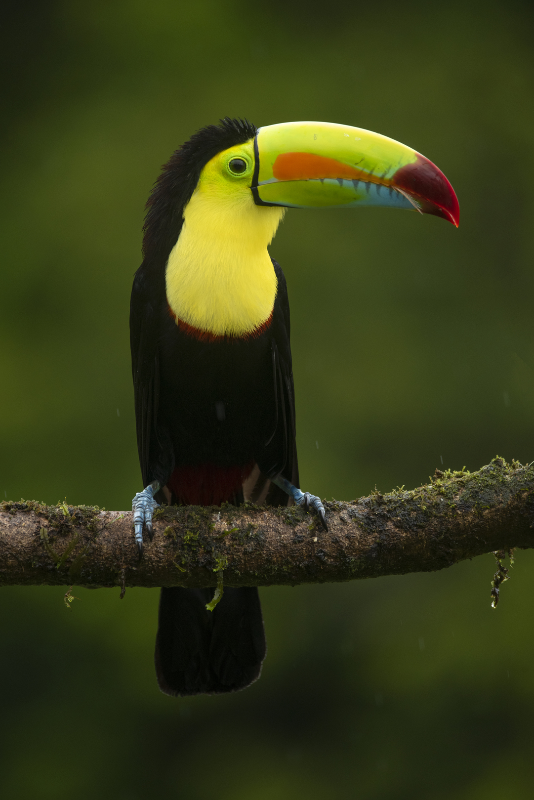 FAUNA15