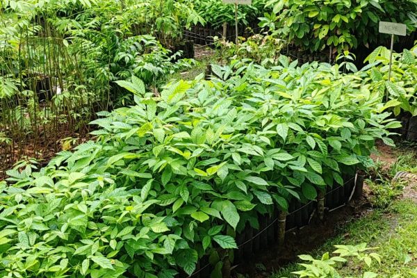 Vivero 1
